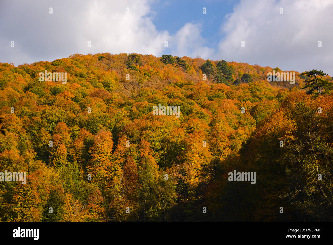 Fall trees at The Yedigoller National Park, Turkey Stock Photo