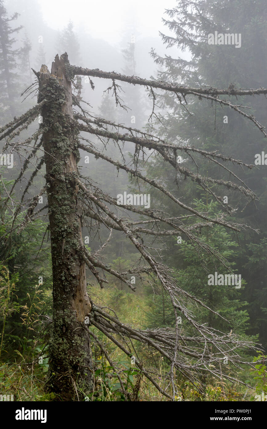 Dead conifer / needle tree in a forest on a moody, foggy day in Germany during summer time Stock Photo