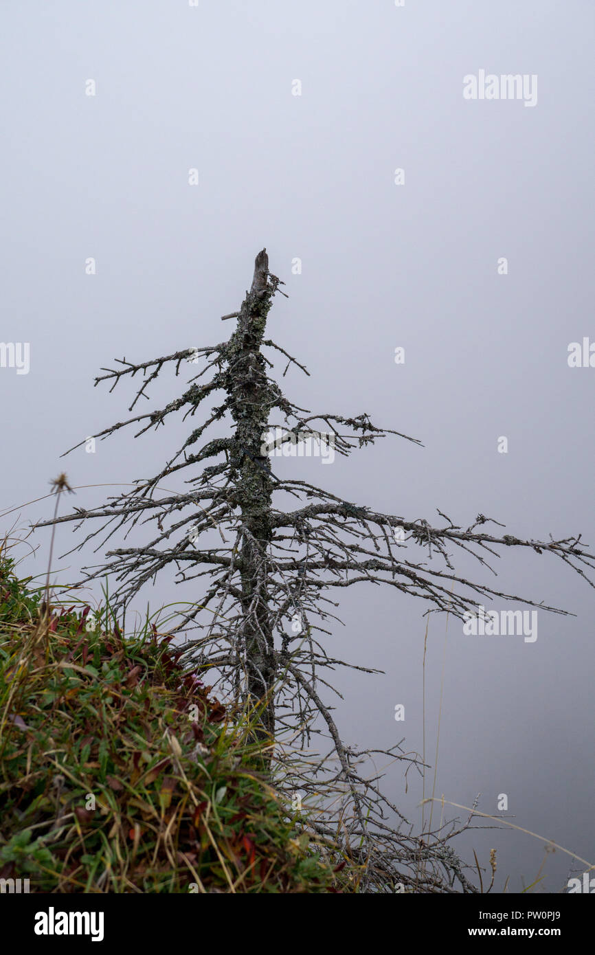 Dead conifer / needle tree in a forest on a moody, foggy day in Germany during summer time Stock Photo