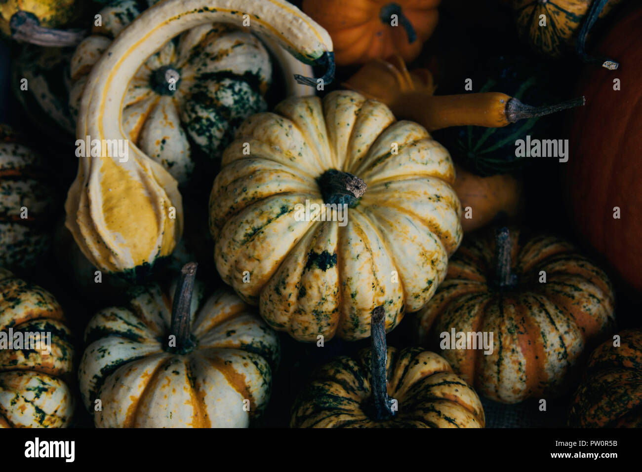 A rustic autumn still life with organic pumpkins in the hay Stock Photo ...