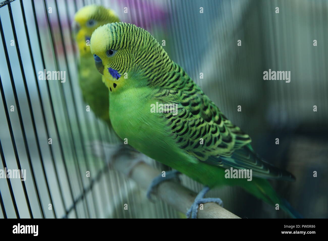 How many days a wavy parrot should hatcher eggs How many days a wavy parrot should hatcher eggs