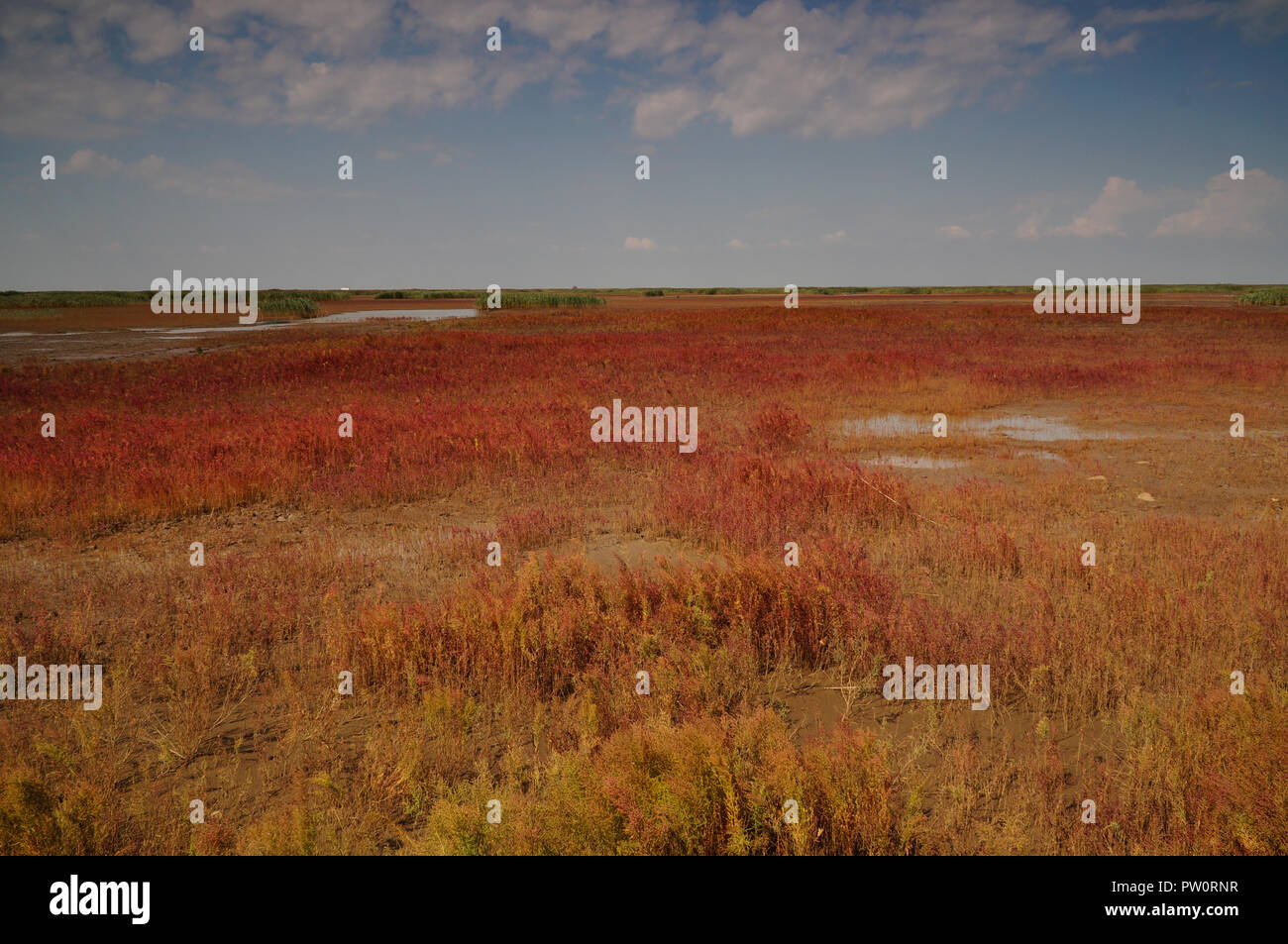 Red beach of Panjin in Liaoning, China during September Stock Photo