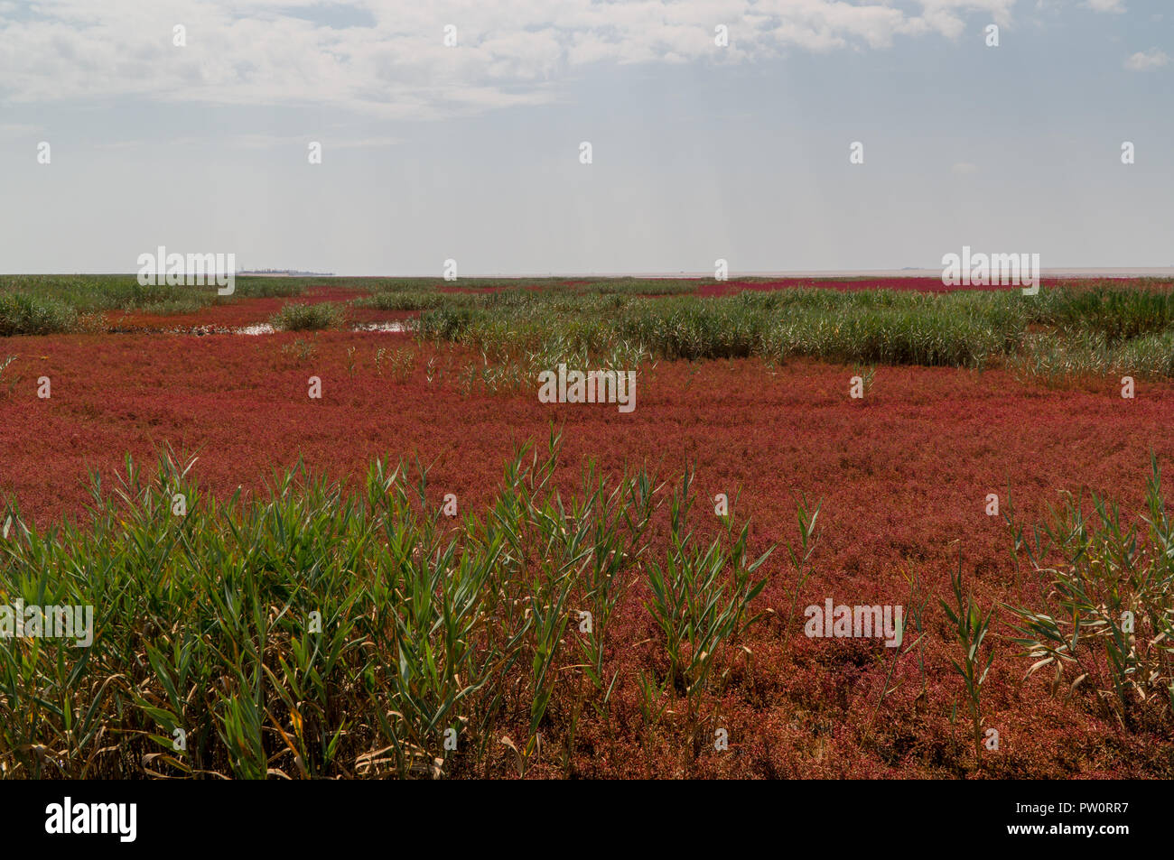 Red beach of Panjin in Liaoning, China during September Stock Photo