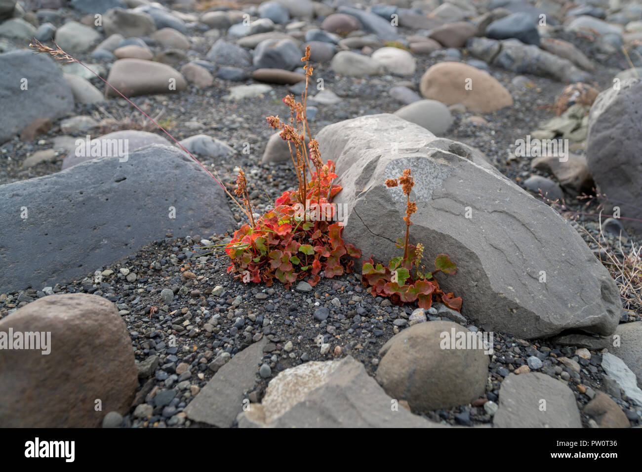 Small colorful flower is growing on rough surface in Iceland during summer time Stock Photo