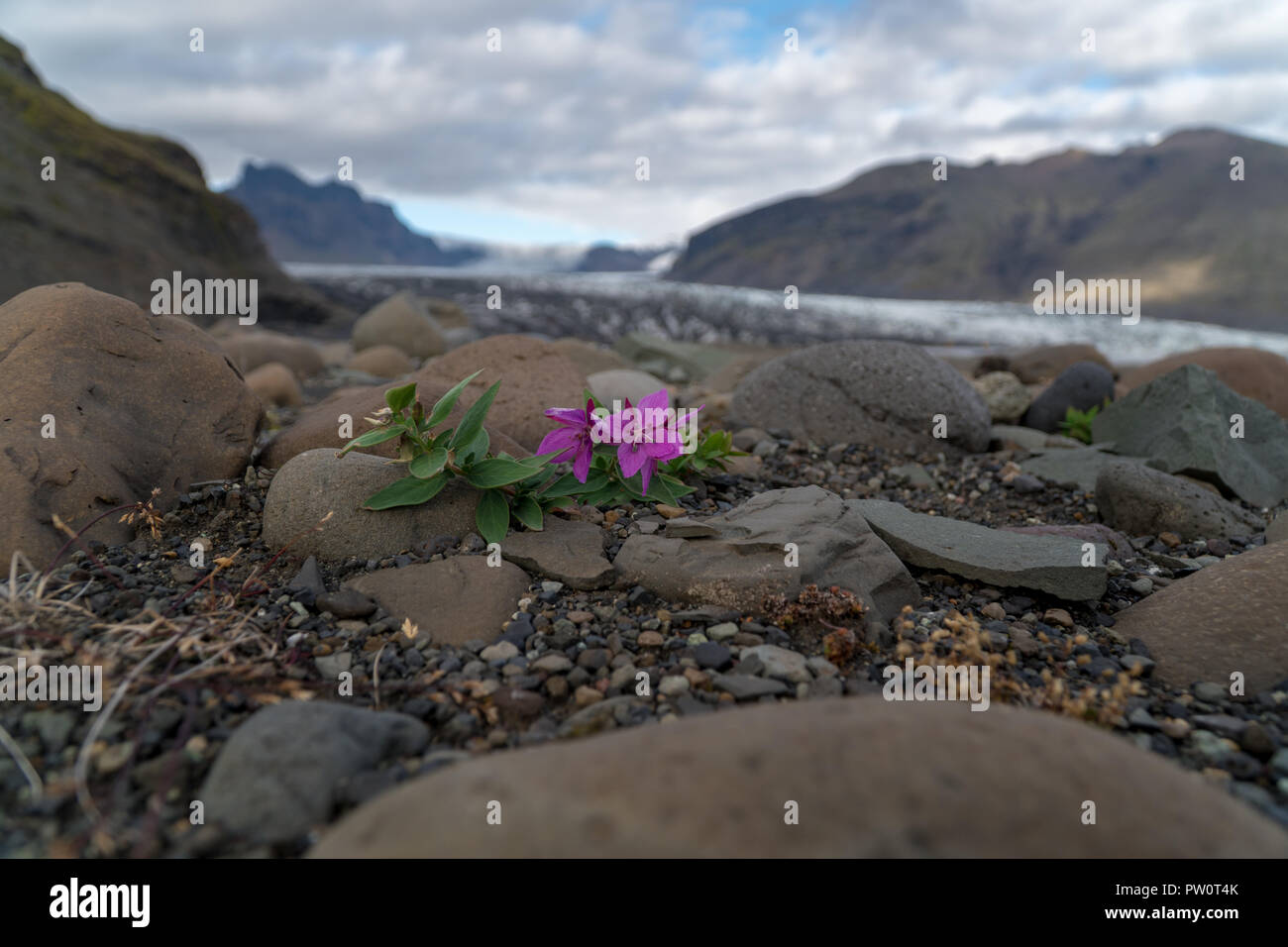Small colorful flower is growing on rough surface in Iceland during summer time Stock Photo