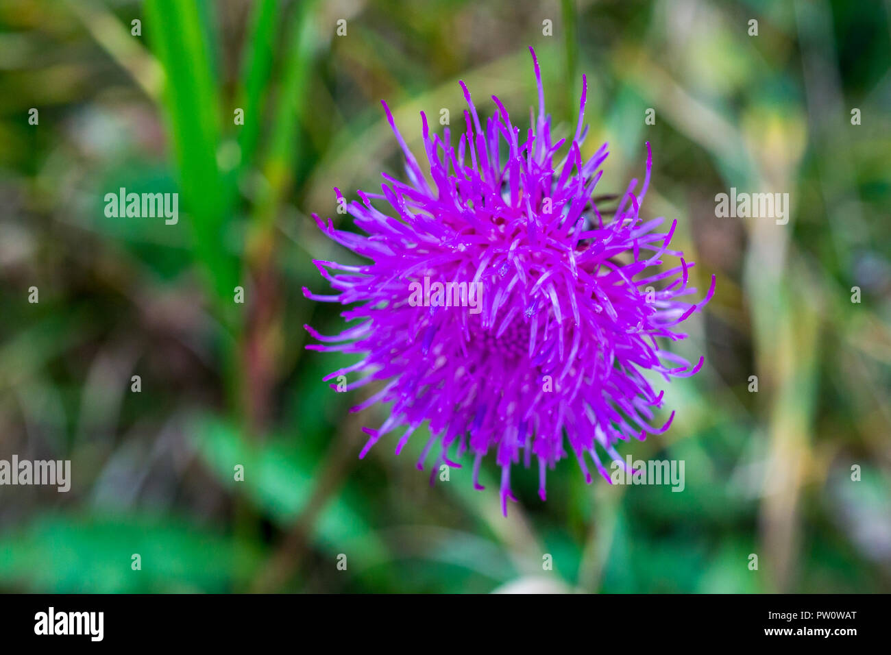 Macro of purple globe thistle in full bloom during summer time in Germany Stock Photo