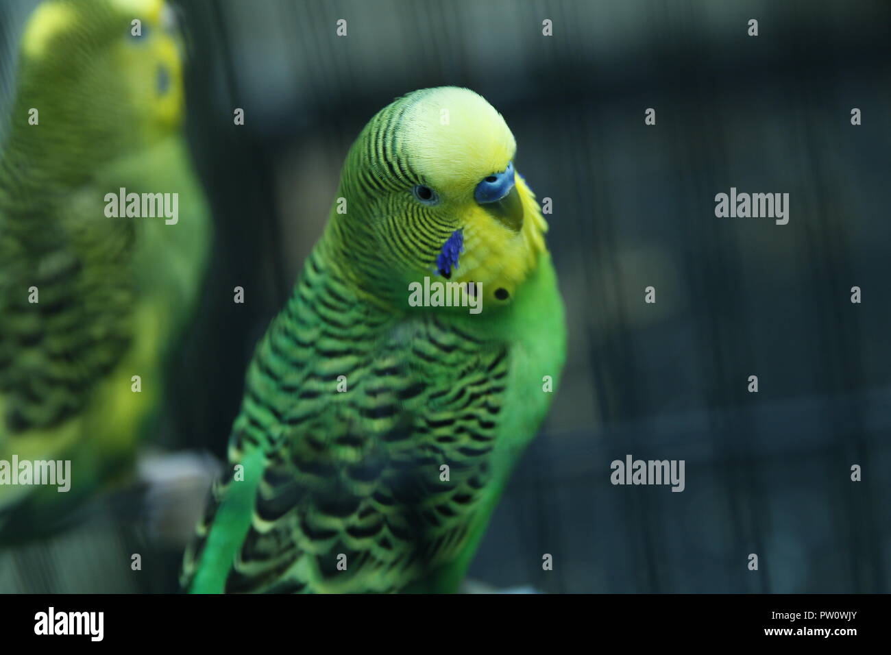 Page 3 - Red Budgerigar High Resolution Stock Photography and Images - Alamy