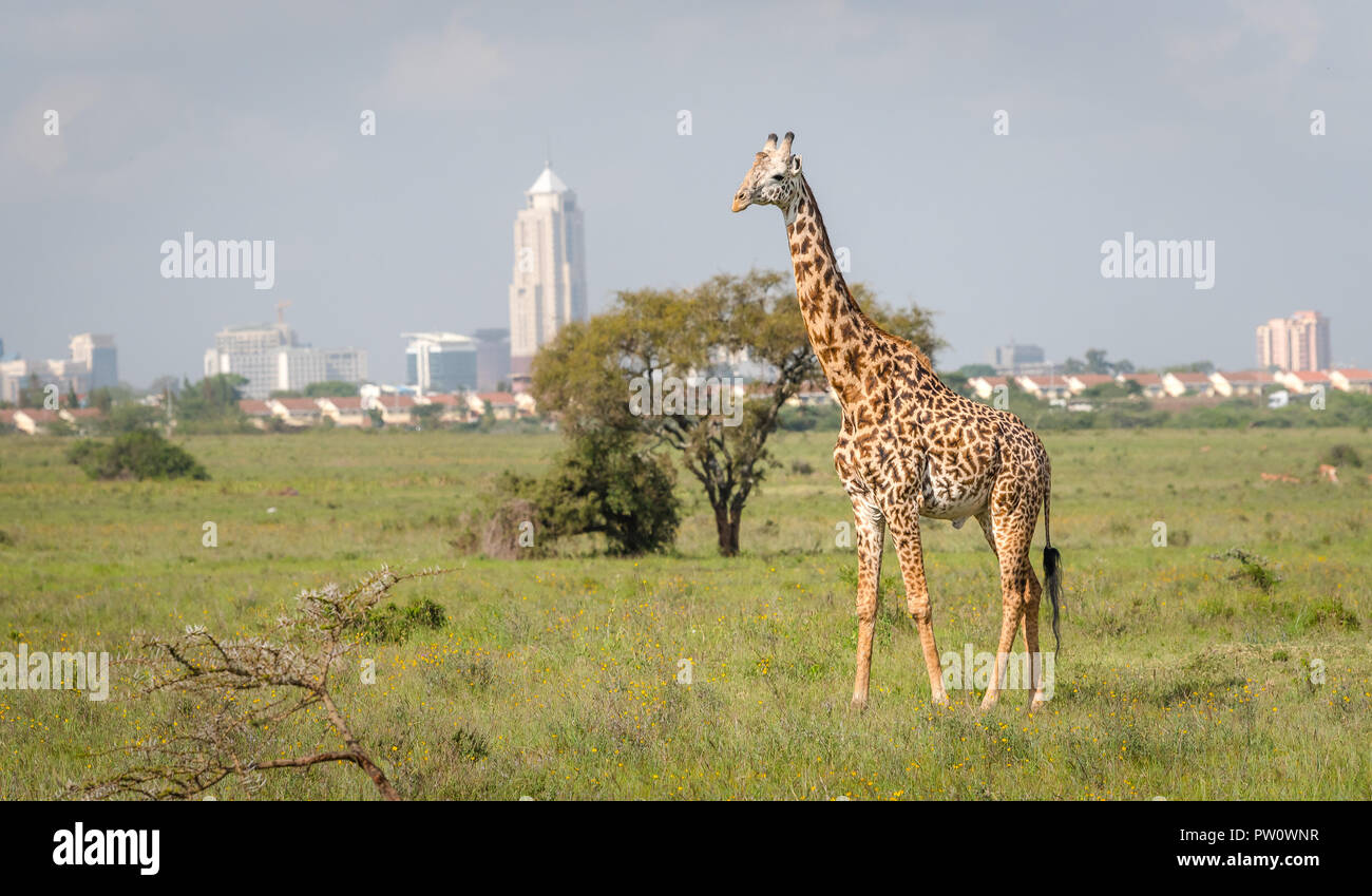 Giraffe in Nairobi city the capital of Kenya. Nairobi national park. Architecture of Nairobi in the background of beautiful giraffe. Stock Photo