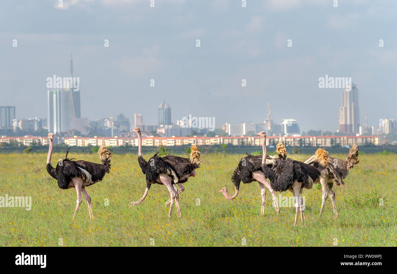 Ostrich in Nairobi, Kenya. Male and female ostriches grazing in Nairobi national park in East Africa. Nairobi city in the background, skyscrapers, fla Stock Photo