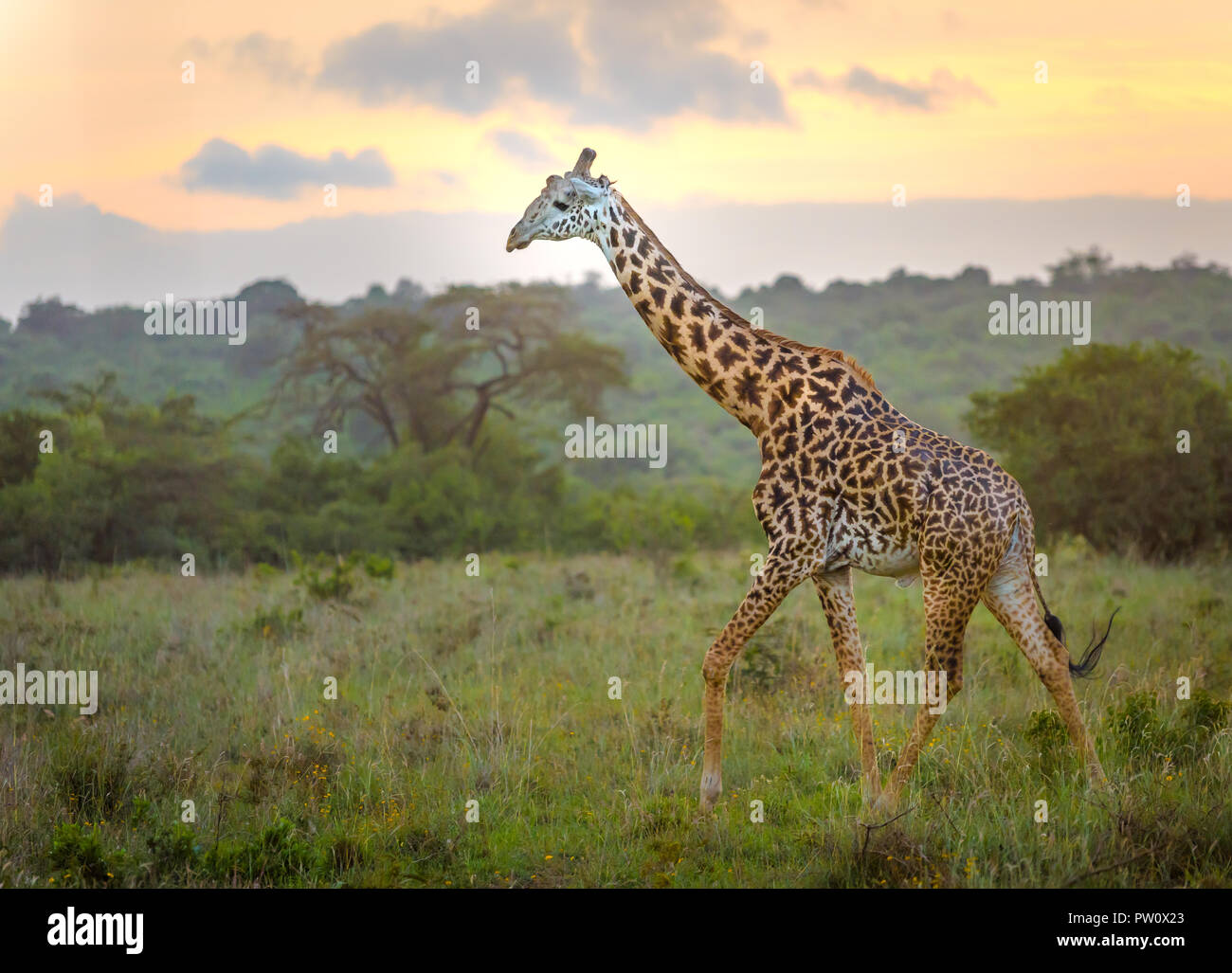 Giraffe in Nairobi city the capital of Kenya. Nairobi national park. Architecture of Nairobi in the background of beautiful giraffe. Stock Photo
