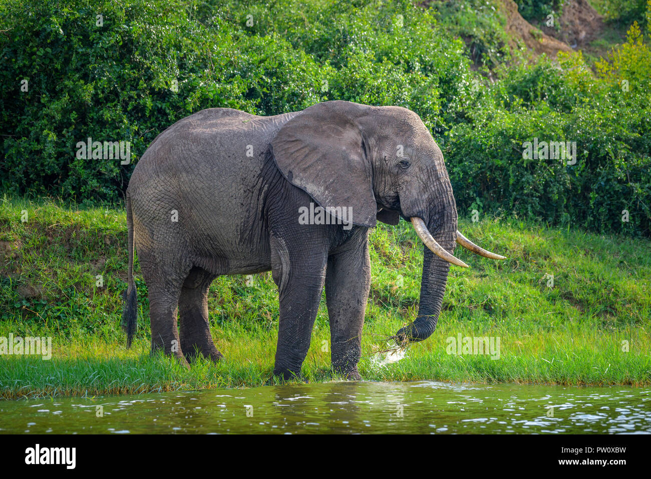 Elephant drinks water at the lake river, elephants taking a break while having a drink. Beautiful light on the elephant drinking water during safari a Stock Photo