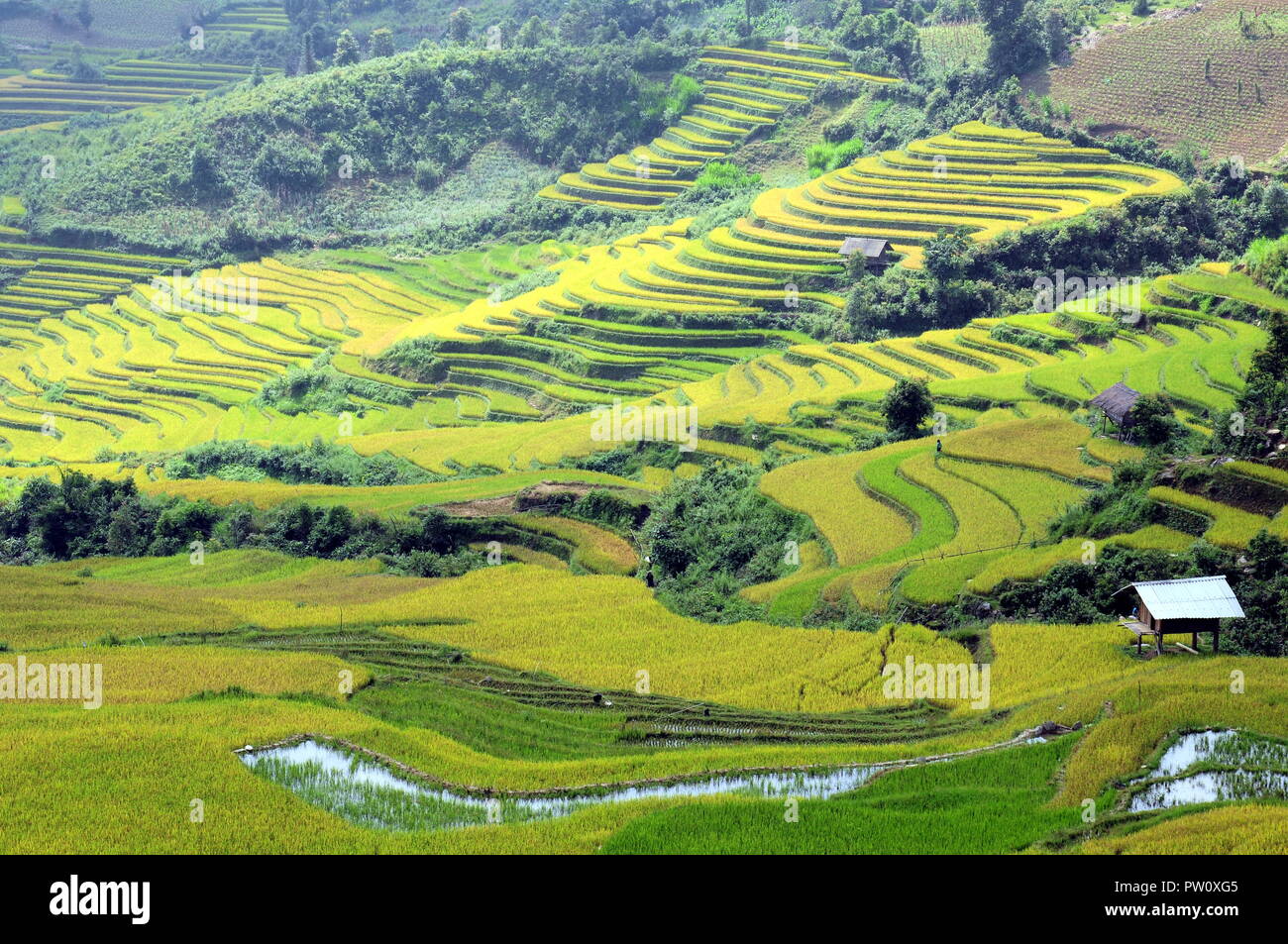 Rice terraces Mu Cang Chai - crop. Peaceful, wonders Stock Photo - Alamy