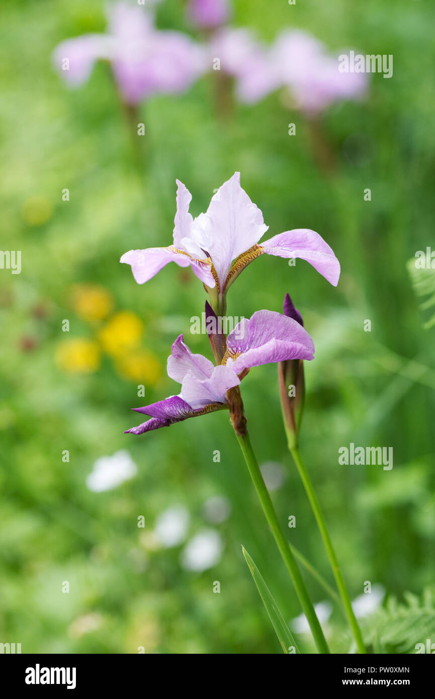 Iris flowers in Early Summer. Stock Photo