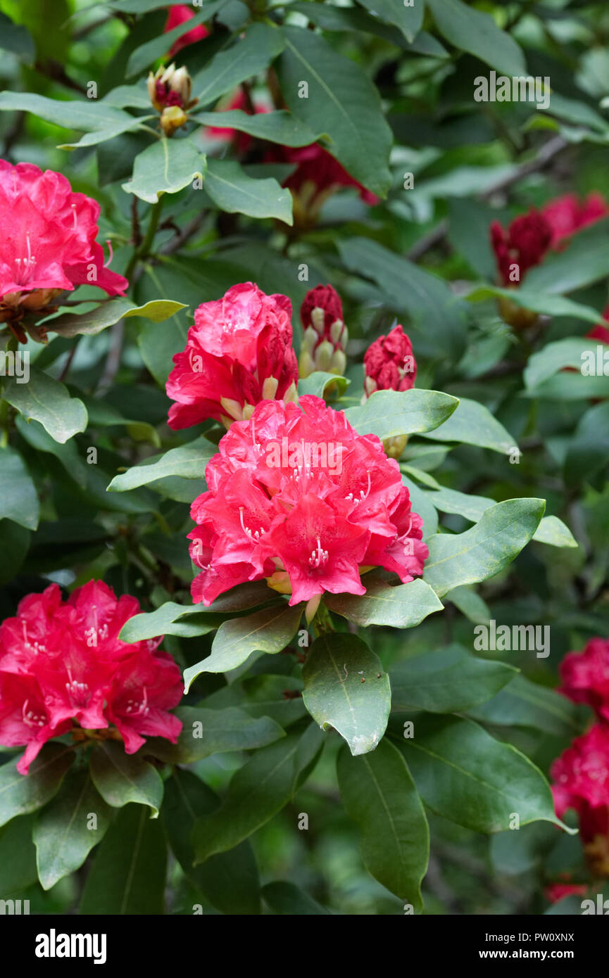 Rhododendron 'Madame de Bruin' flowers. Stock Photo