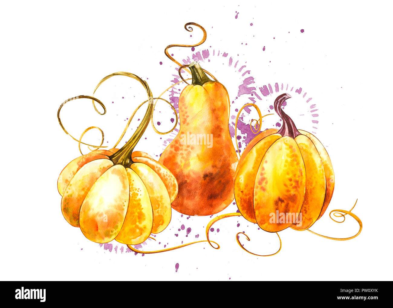 Pumpkins composition. Hand drawn watercolor painting on white ...
