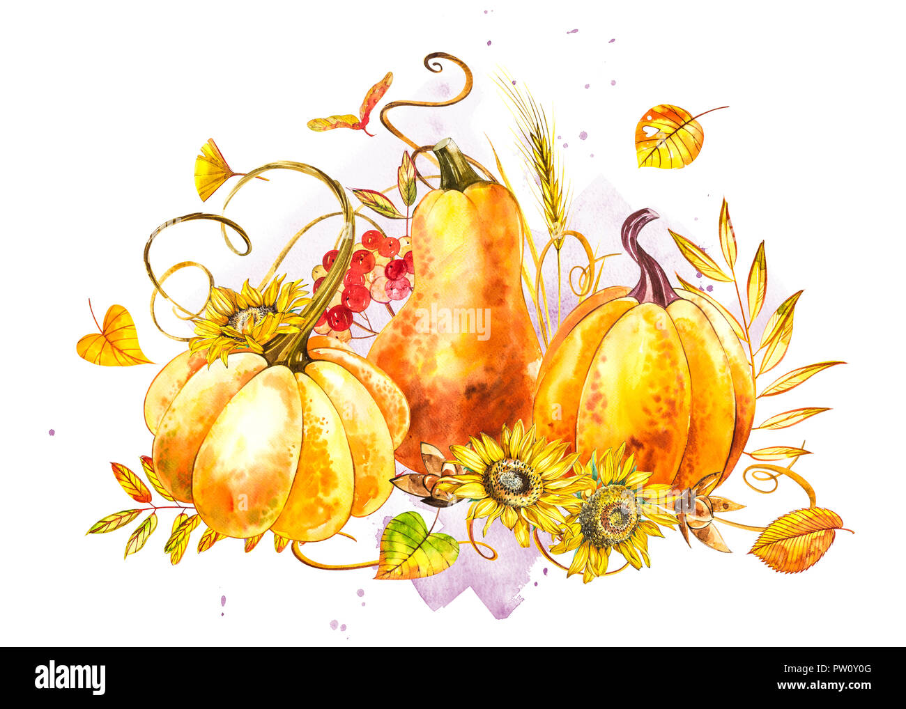 Pumpkins Composition Hand Drawn Watercolor Painting On White Background Watercolor Illustration With A Splash Happy Thanksgiving Pumpkin Stock Photo Alamy