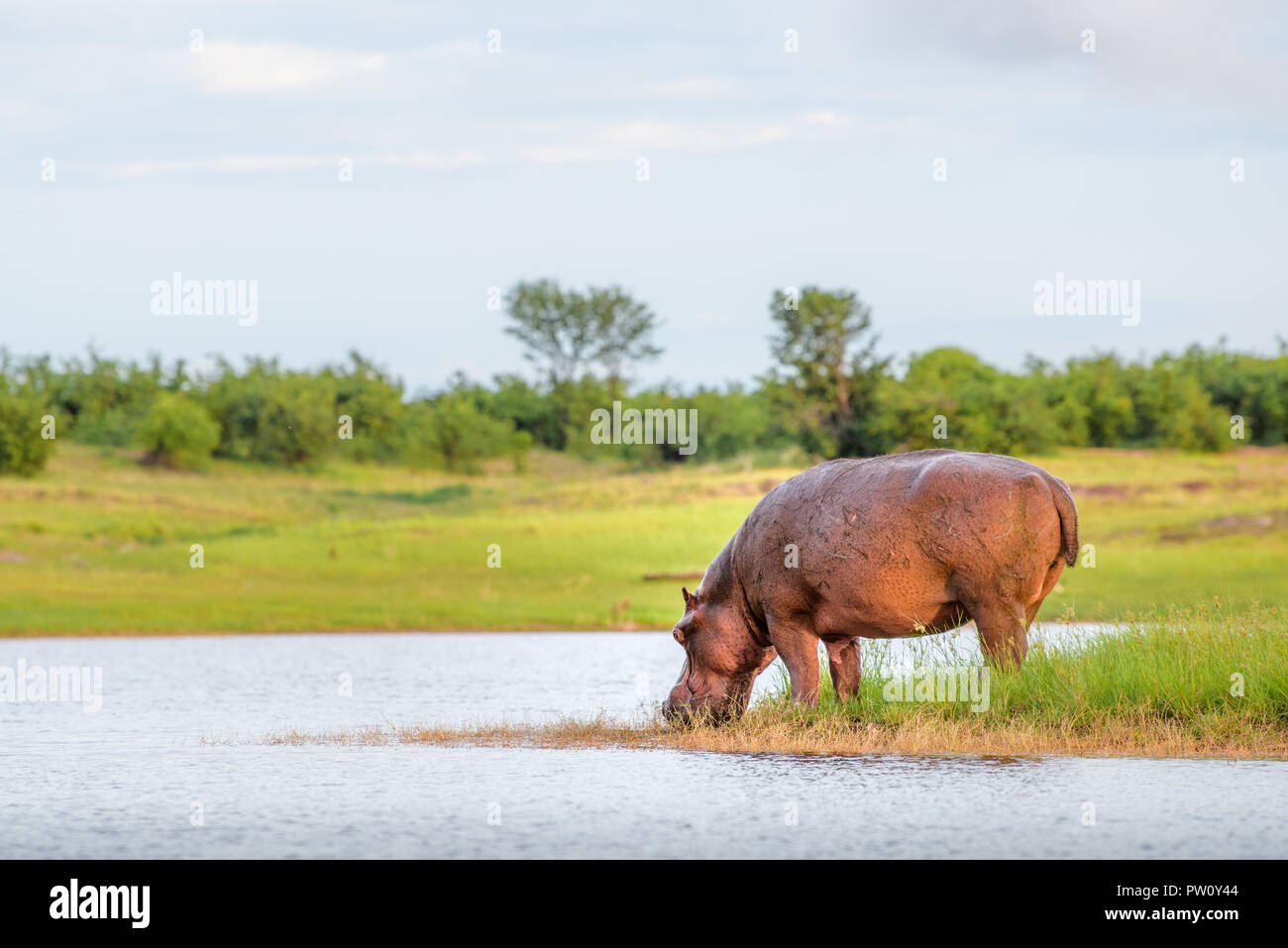 Hippopotamus drinking water in Lake Kariba national park in Zimbabwe and Zambia, African hippo drinks water beautiful background sky grass sunrise gol Stock Photo