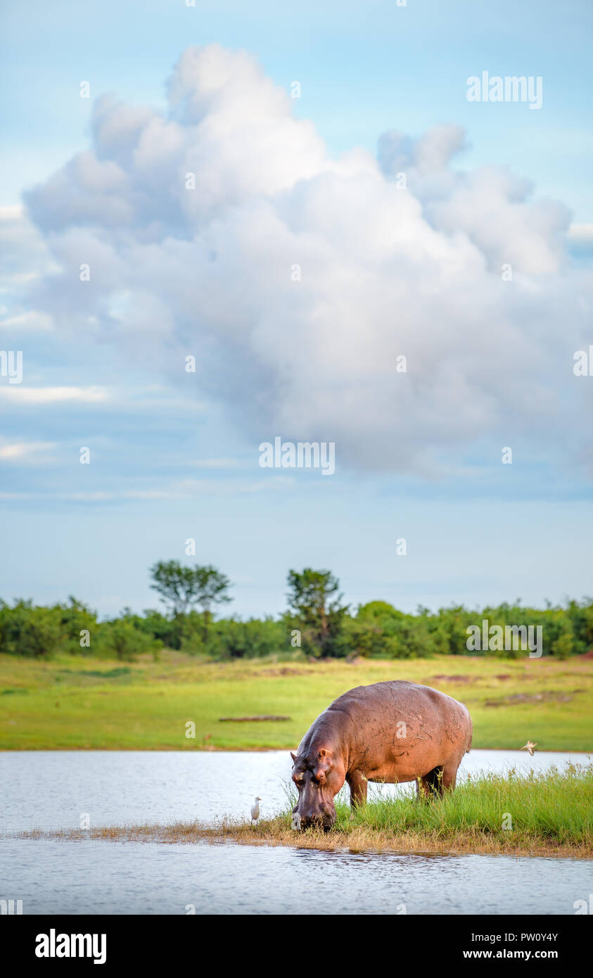Hippopotamus drinking water in Lake Kariba national park in Zimbabwe and Zambia, African hippo drinks water beautiful background sky grass sunrise gol Stock Photo