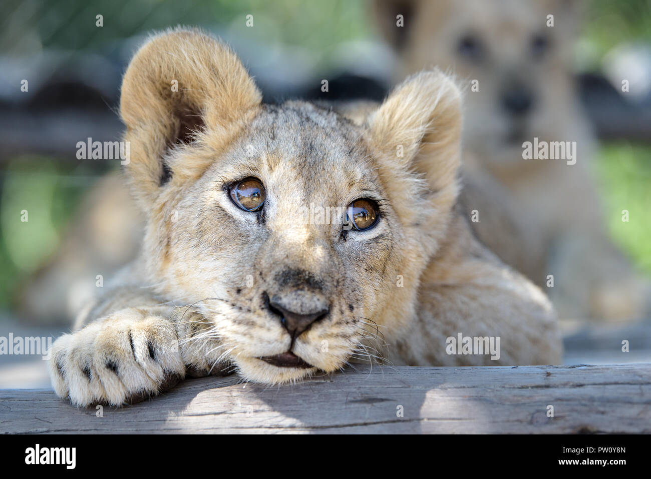 Cute lion cub lying down on tree with other lion cubs, wildlife of Africa baby animals relaxing in Zimbabwe Stock Photo