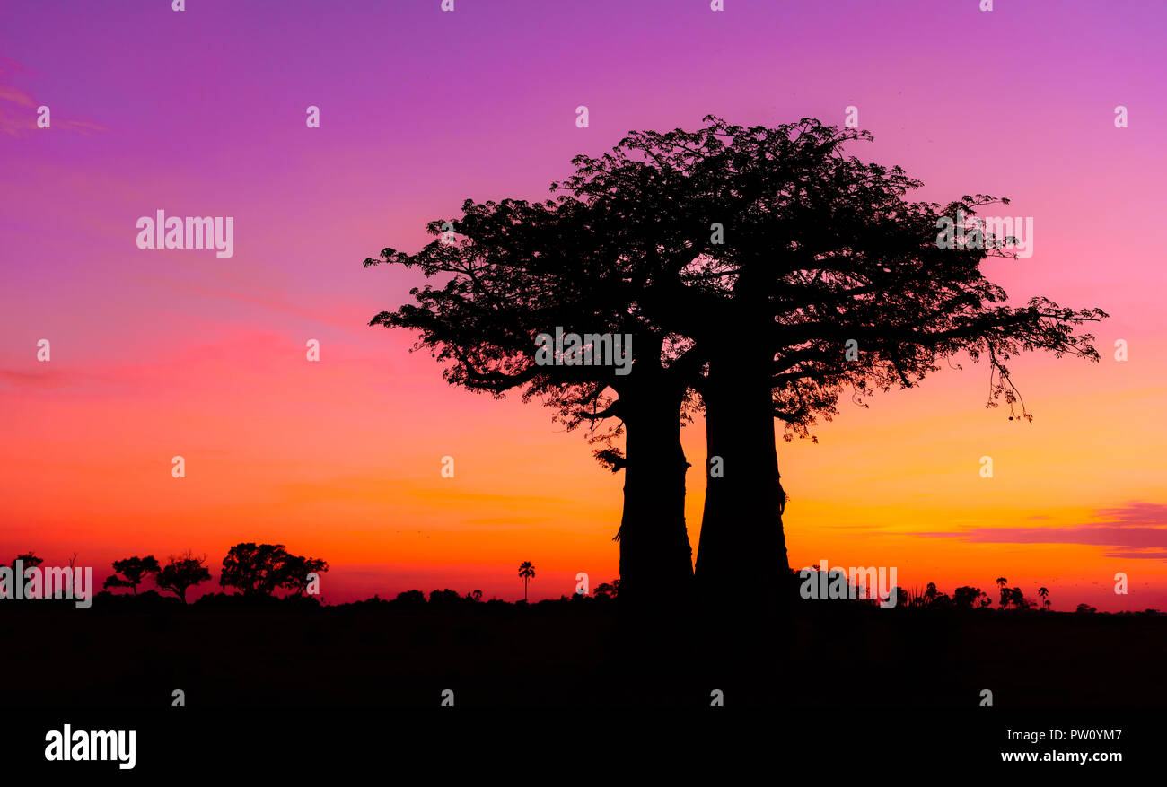 Sunrise Africa with Baobab tree in Okavango Delta Botswana. African sunset with beautiful evening colors and light. Stock Photo