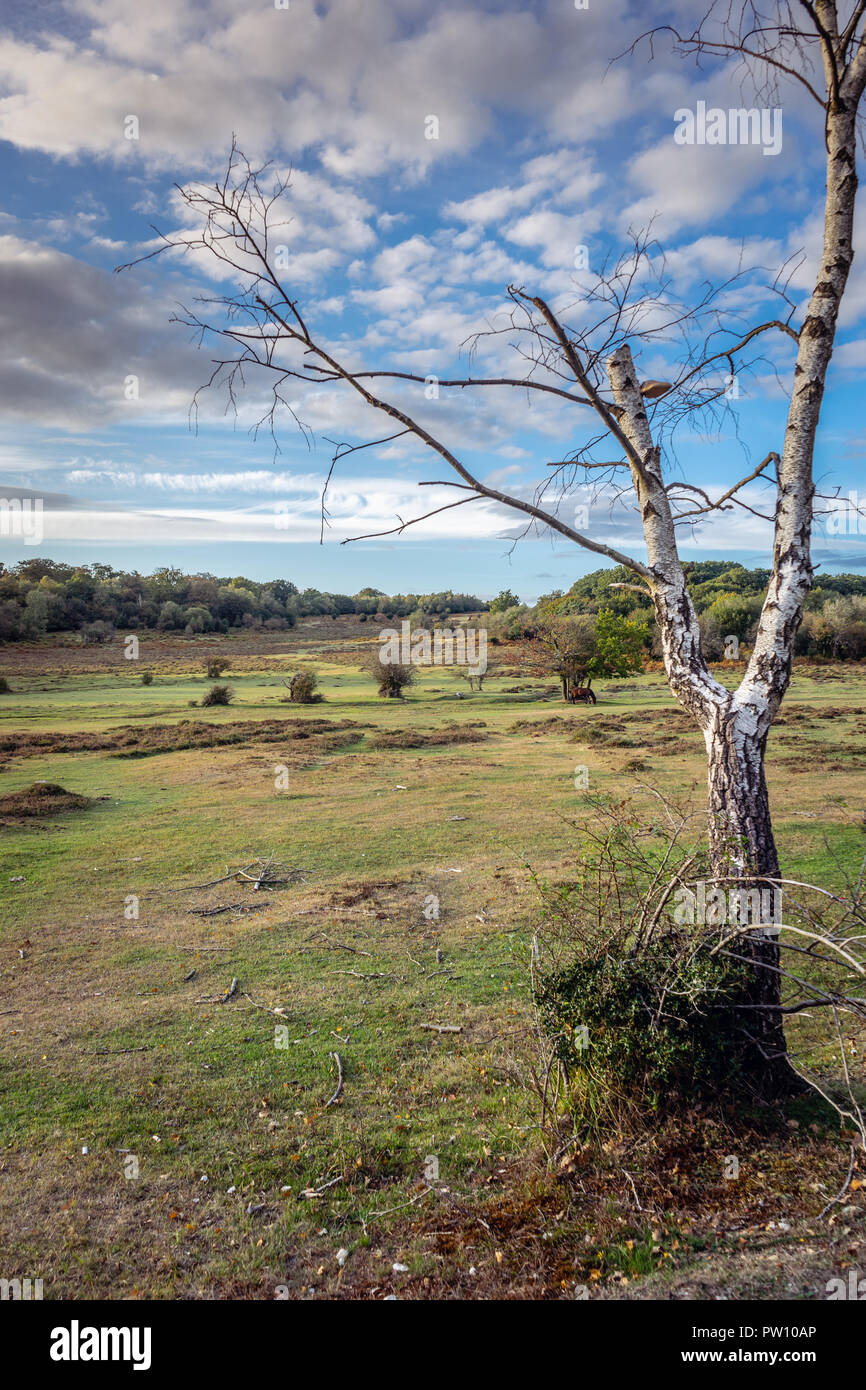 Dead birch tree hires stock photography and images Alamy