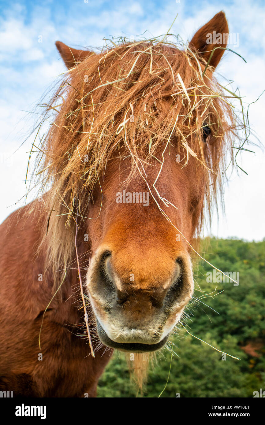 Horse hairstyle hi-res stock photography and images - Alamy