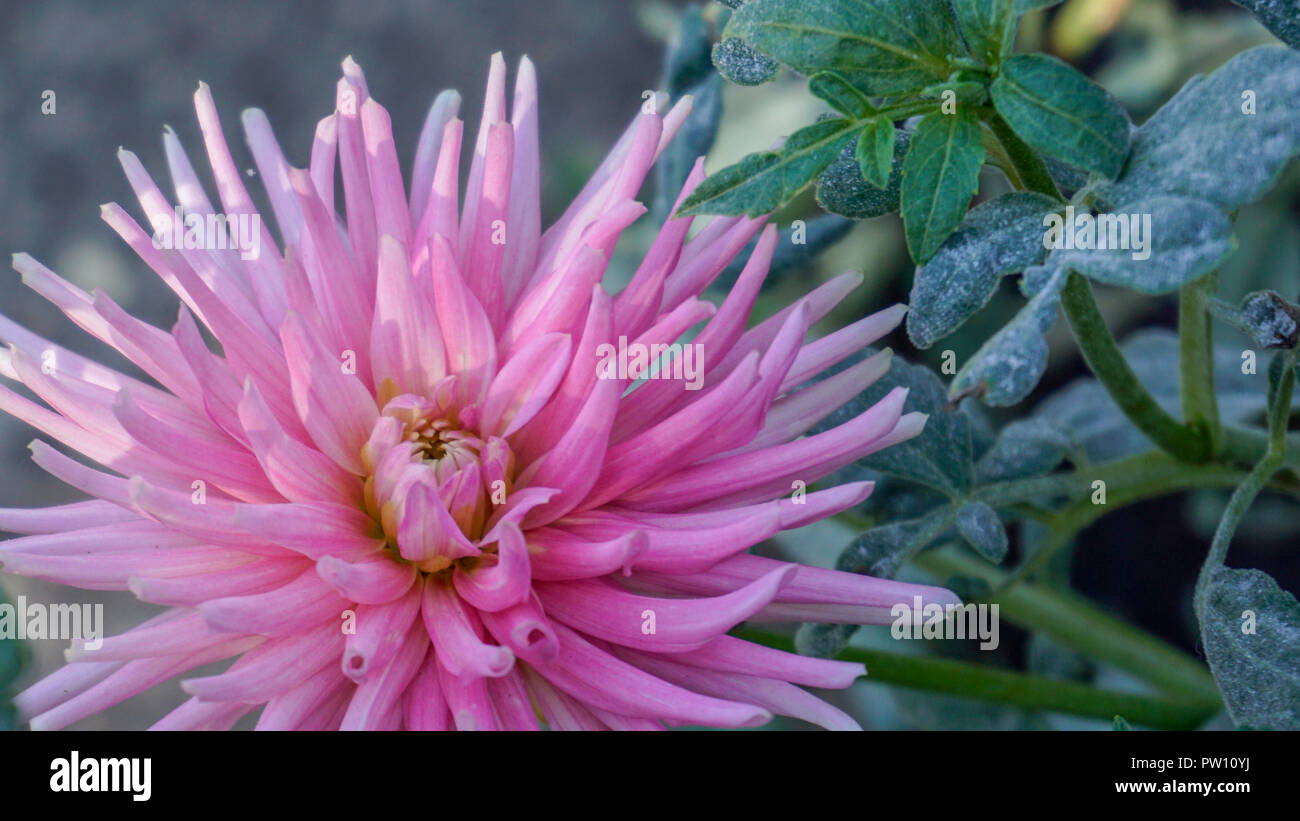 Dahlia park princess hi-res stock photography and images - Alamy