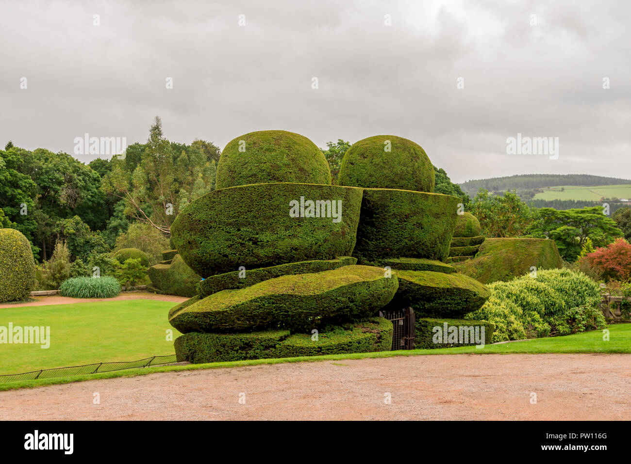Large plants cut in a decorative shape by a gardener, Crathes Castle, Aberdeenshire, Scotland Stock Photo