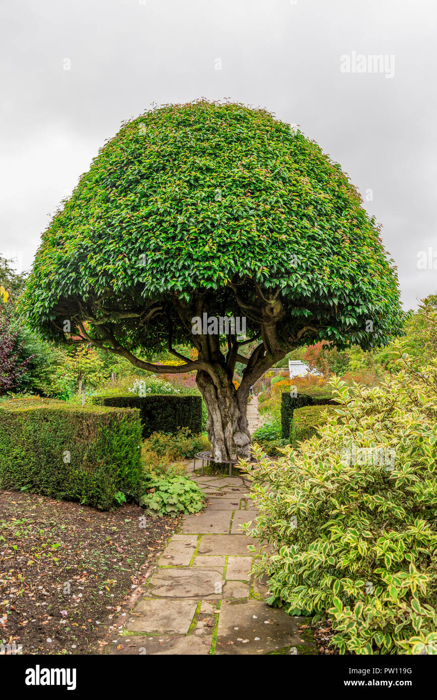 A tree cut in a mushroom shape at Crathes Castle landscaped gardens, Aberdeenshire, Scotland Stock Photo