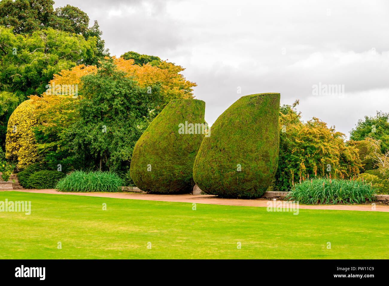Two large bottle shaped plants in landscaped gardens of Crathes Castle, Aberdeenshire, Scotland Stock Photo