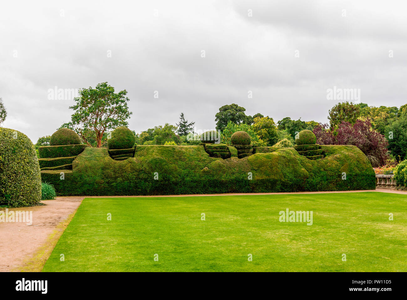 Large green landscaped hedge with ball shapes on top in Crathes Castle gardens, Aberdeenshire, Scotland Stock Photo