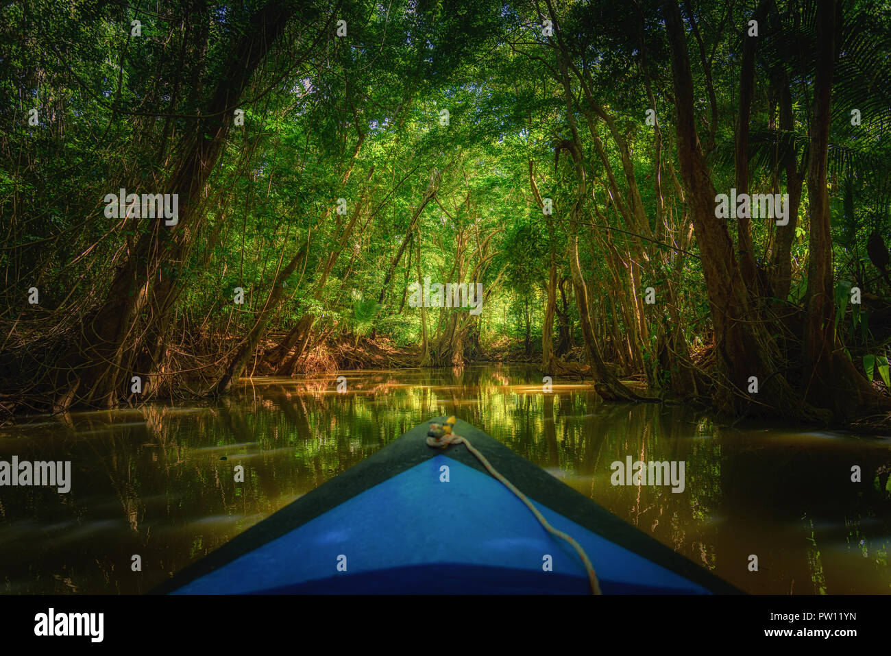 Dominica Rowing boat paddling into the mangrove with trees and beautiful soft sunlight in the background, dark river. Blurry boat and sharp trees on t Stock Photo