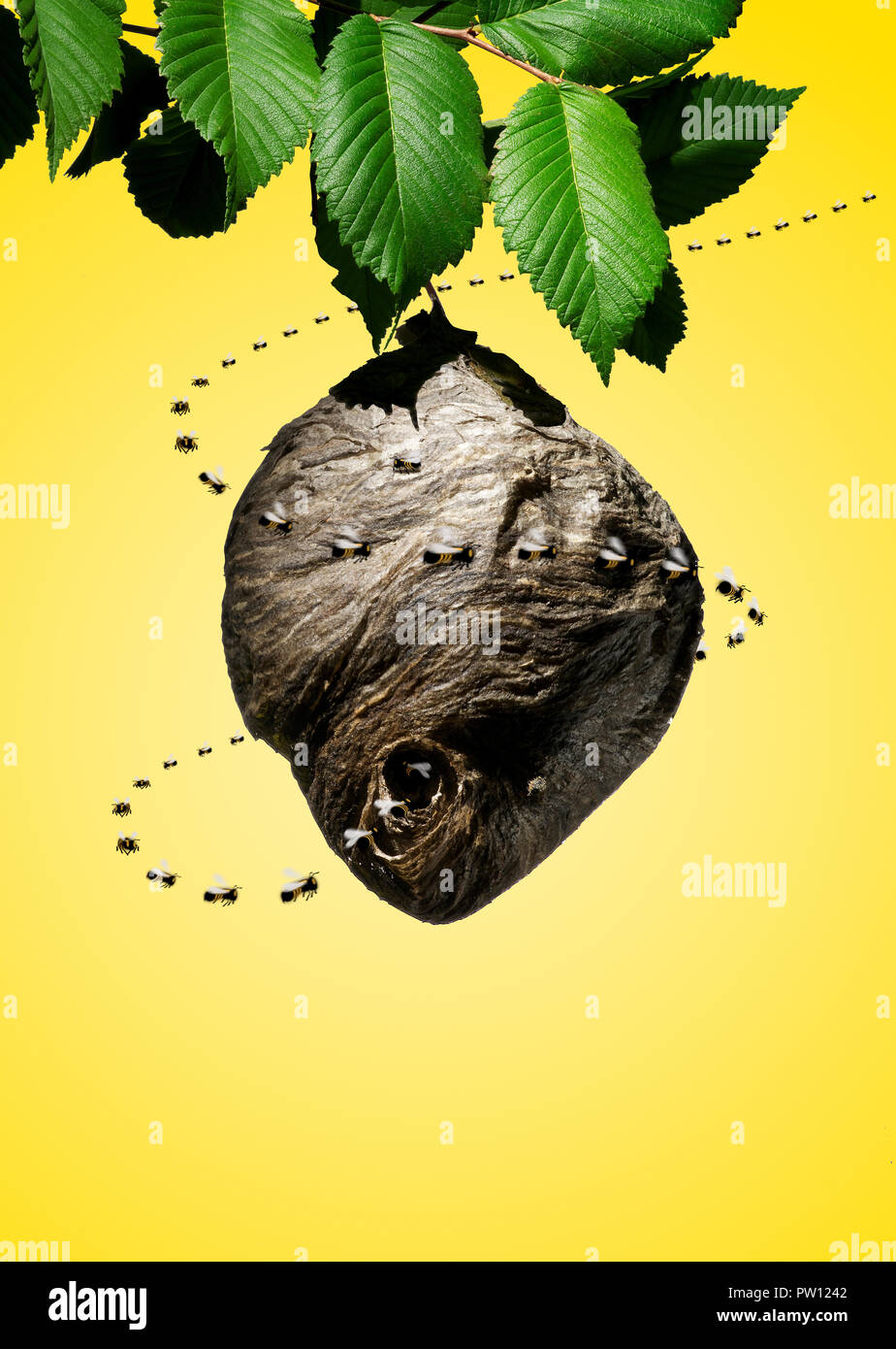 Concept Bee Hive with Bees Orderly circling the Hive,  Structure, Nest, Community Stock Photo