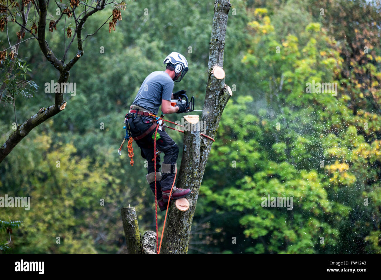 Tree climber, industrial climber,  falls a deciduous tree, climbs with a chainsaw in the tree and drops it piece by piece, from above, Stock Photo