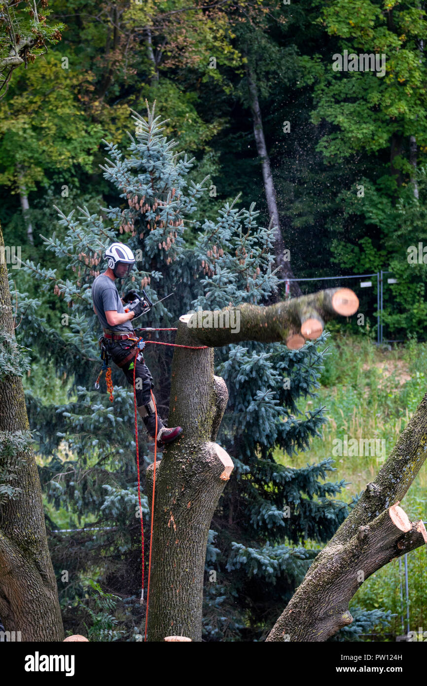 Tree climber, industrial climber,  falls a deciduous tree, climbs with a chainsaw in the tree and drops it piece by piece, from above, Stock Photo