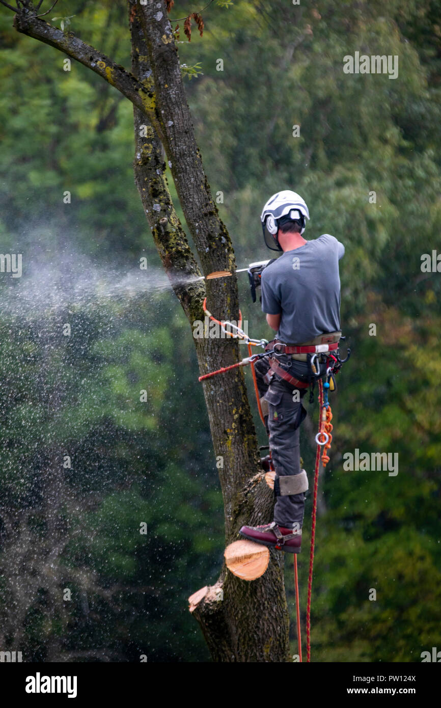 Tree climber, industrial climber, falls a deciduous tree, climbs with a  chainsaw in the tree and drops it piece by piece, from above Stock Photo -  Alamy