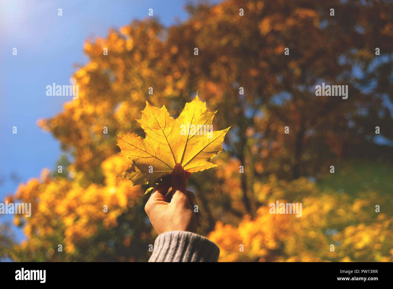 Colourful maple leaf hi-res stock photography and images - Alamy