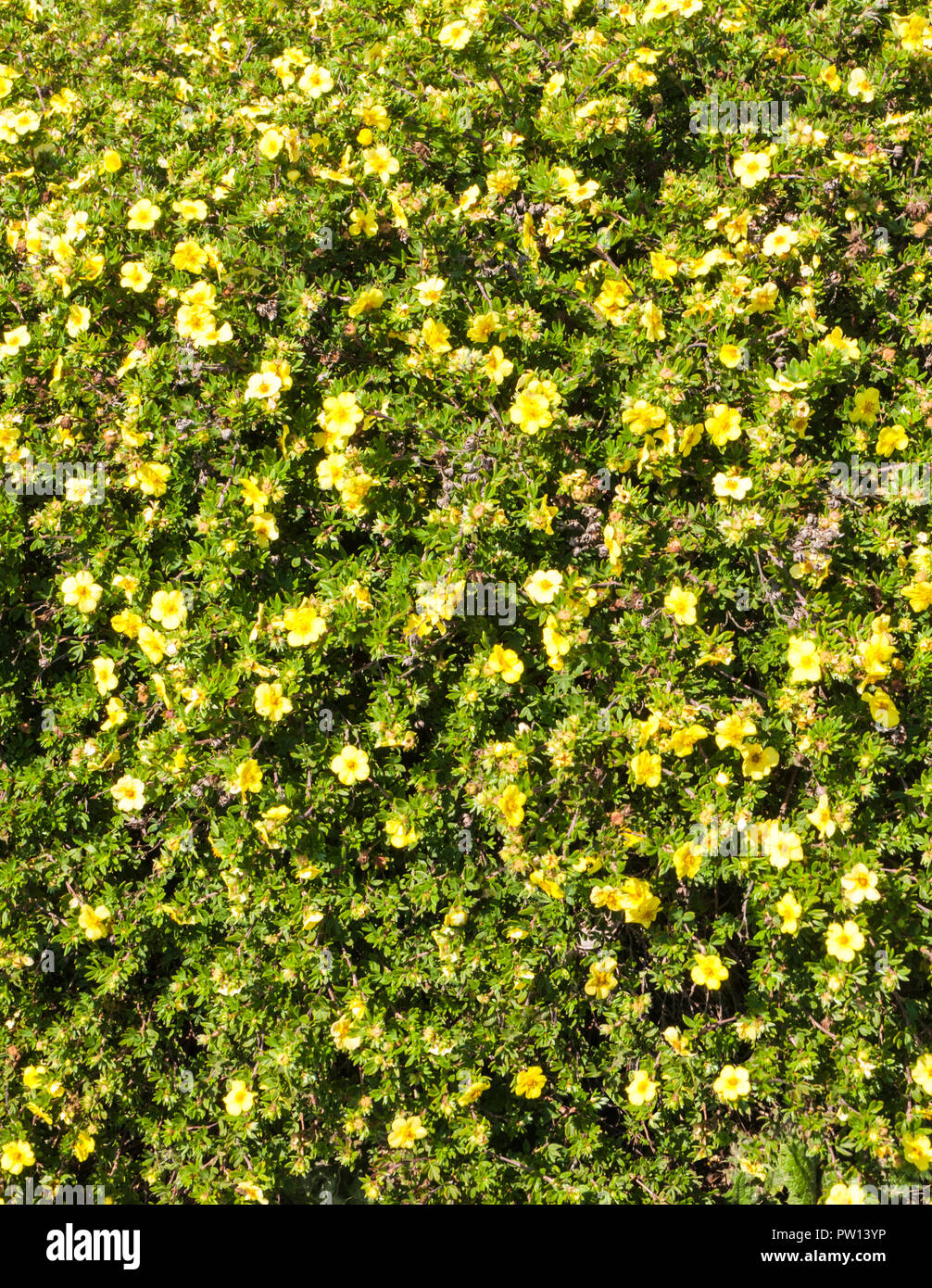 Bed of yellow Potentilla used as ground cover. Stock Photo