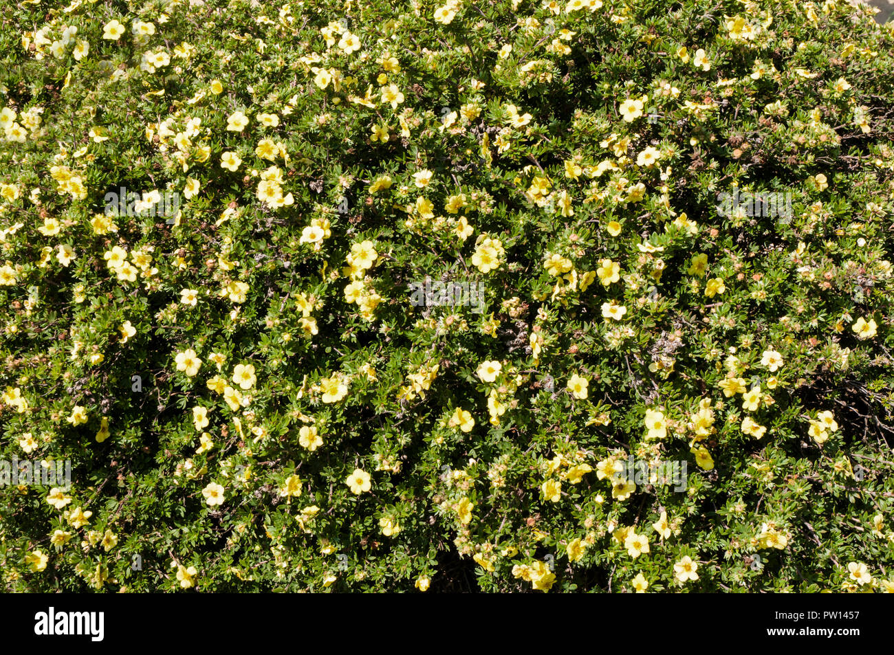 Bed of yellow Potentilla used as ground cover. Stock Photo