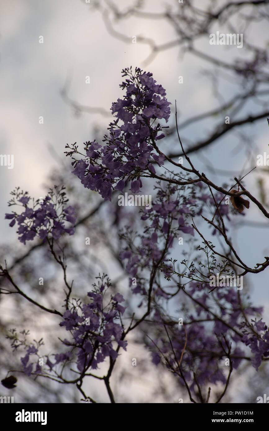 Johannesburg, South Africa, 11 October, 2018. Early Jacaranda flowers are seen against a cloudy evening sky in Westcliff, Johannesburg. Jacarandas have started to bloom in Johannesburg, where many South Africans are hoping for the first big spring rains. Credit: Eva-Lotta Jansson/Alamy Live News Stock Photo