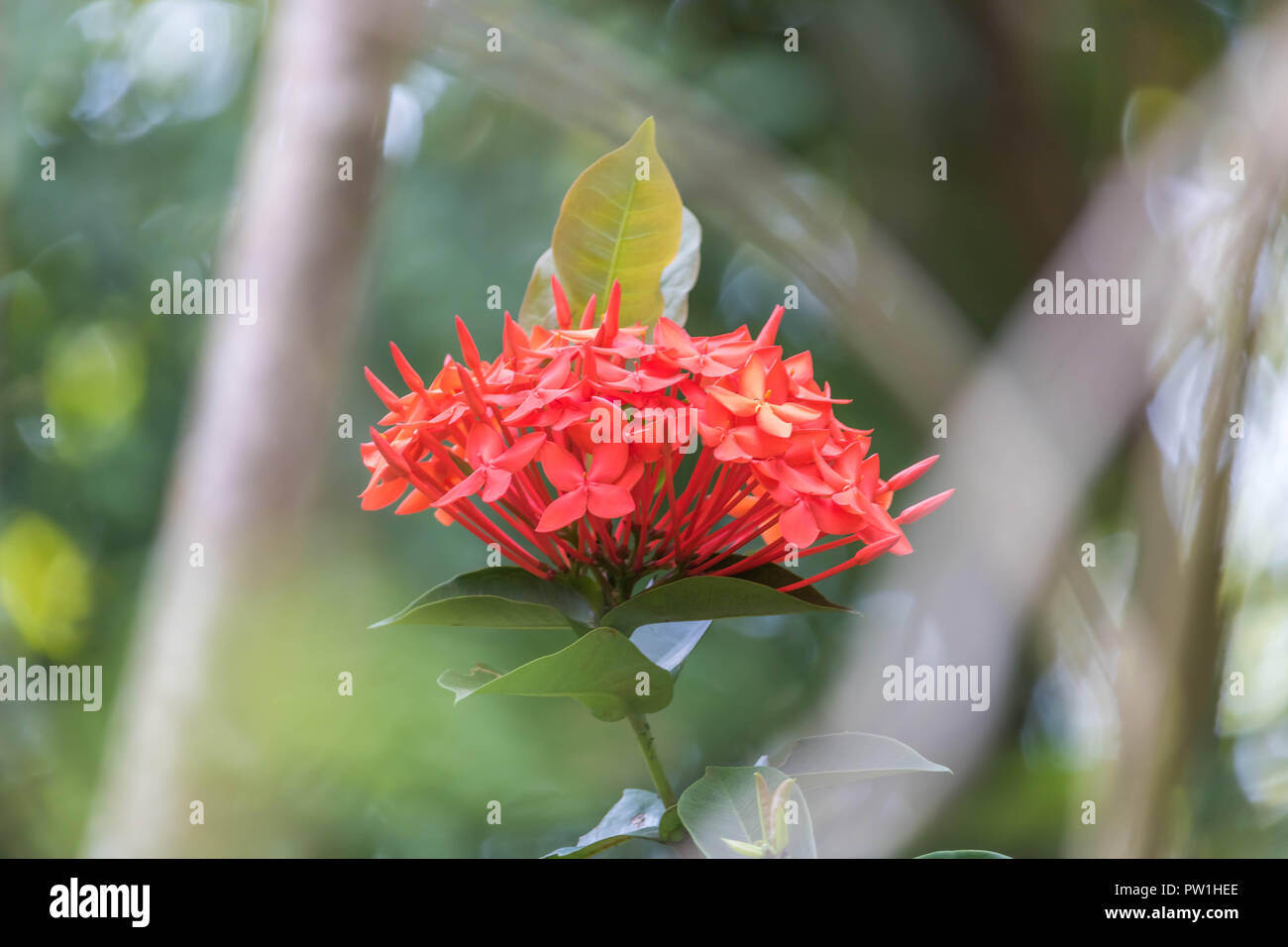 Jungle Flame Flower Stock Photo Alamy