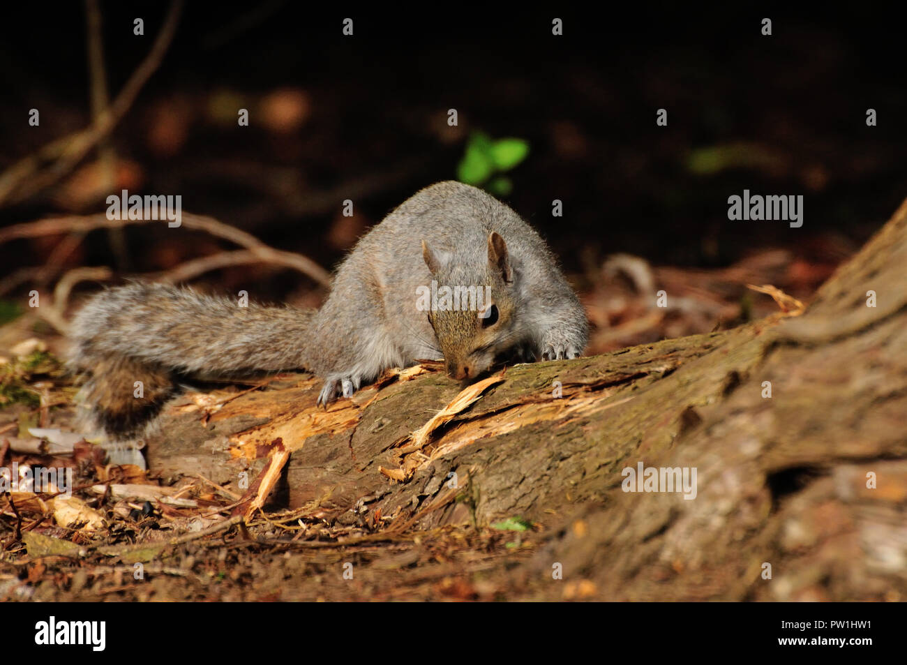 Grey Squirrel eating bark Stock Photo Alamy