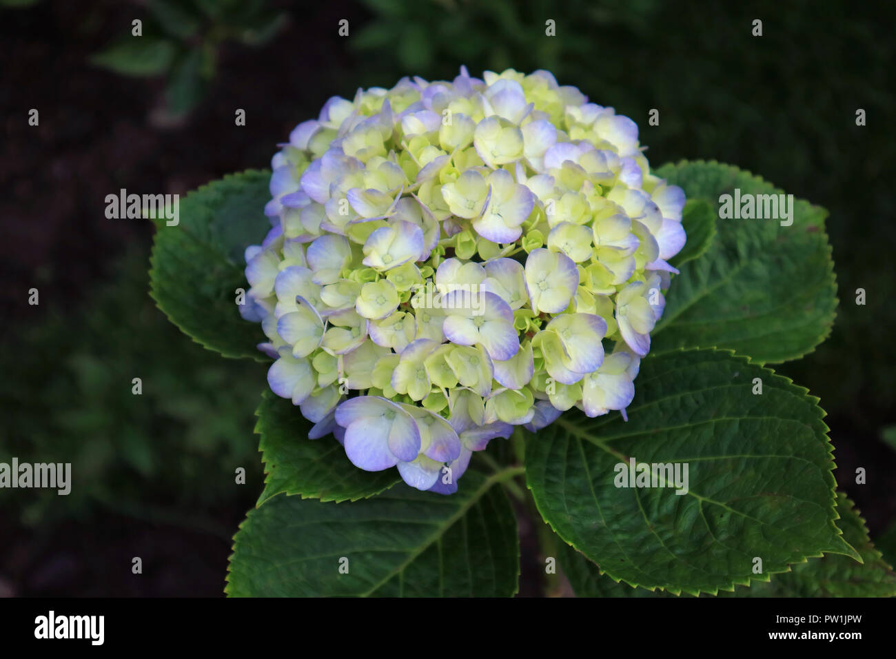 Hortensia pastel hires stock photography and images Alamy