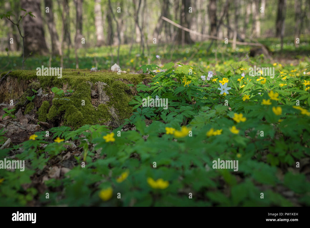 Frühblüher im Wald Stock Photo - Alamy