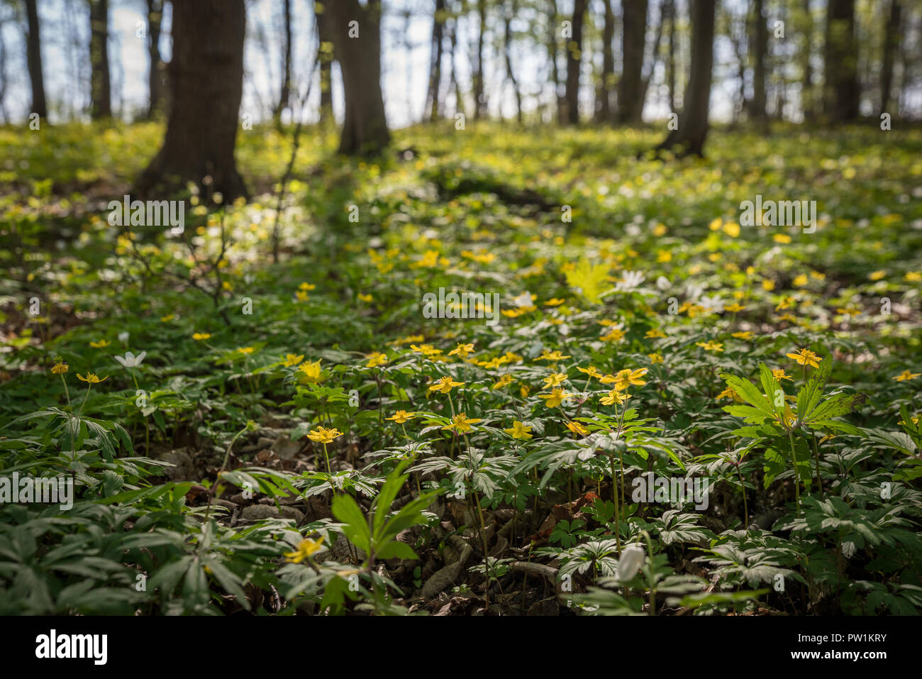 Fruhbluher im wald hi-res stock photography and images - Alamy