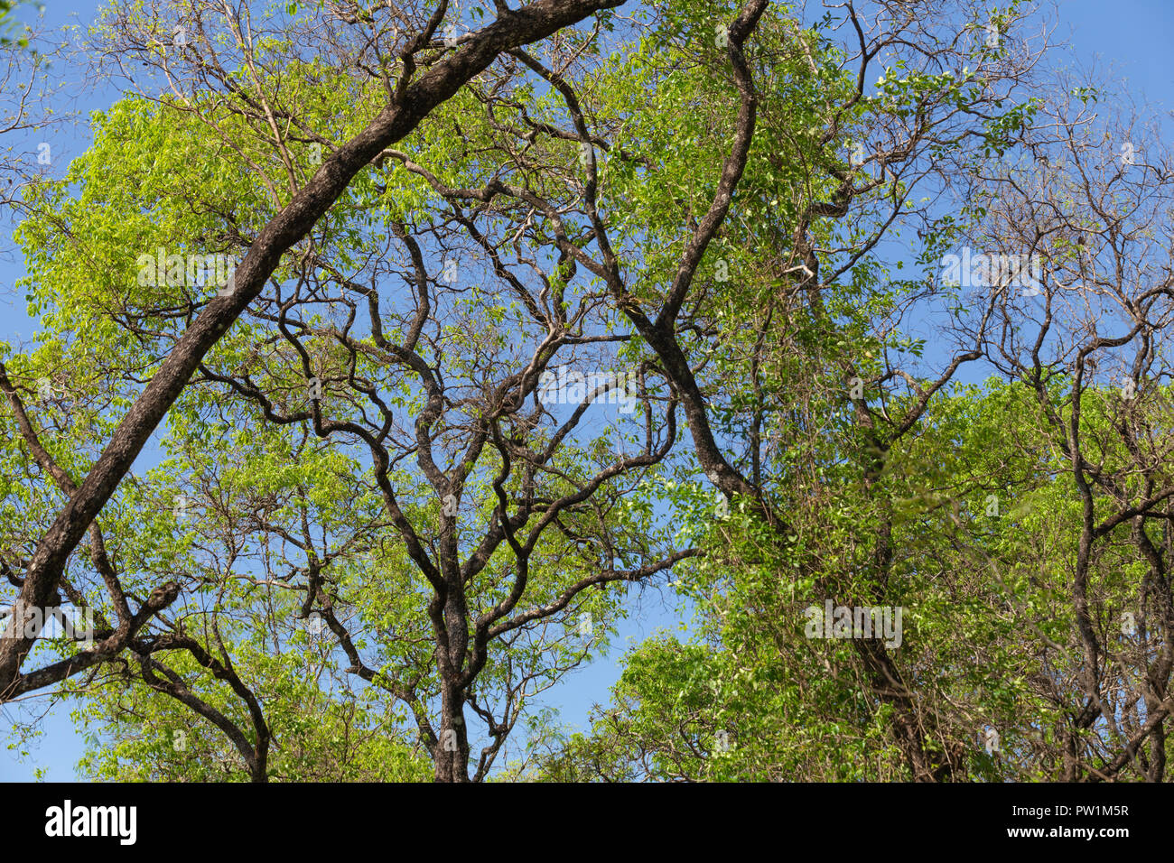 Blue background and trees hi-res stock photography and images - Alamy