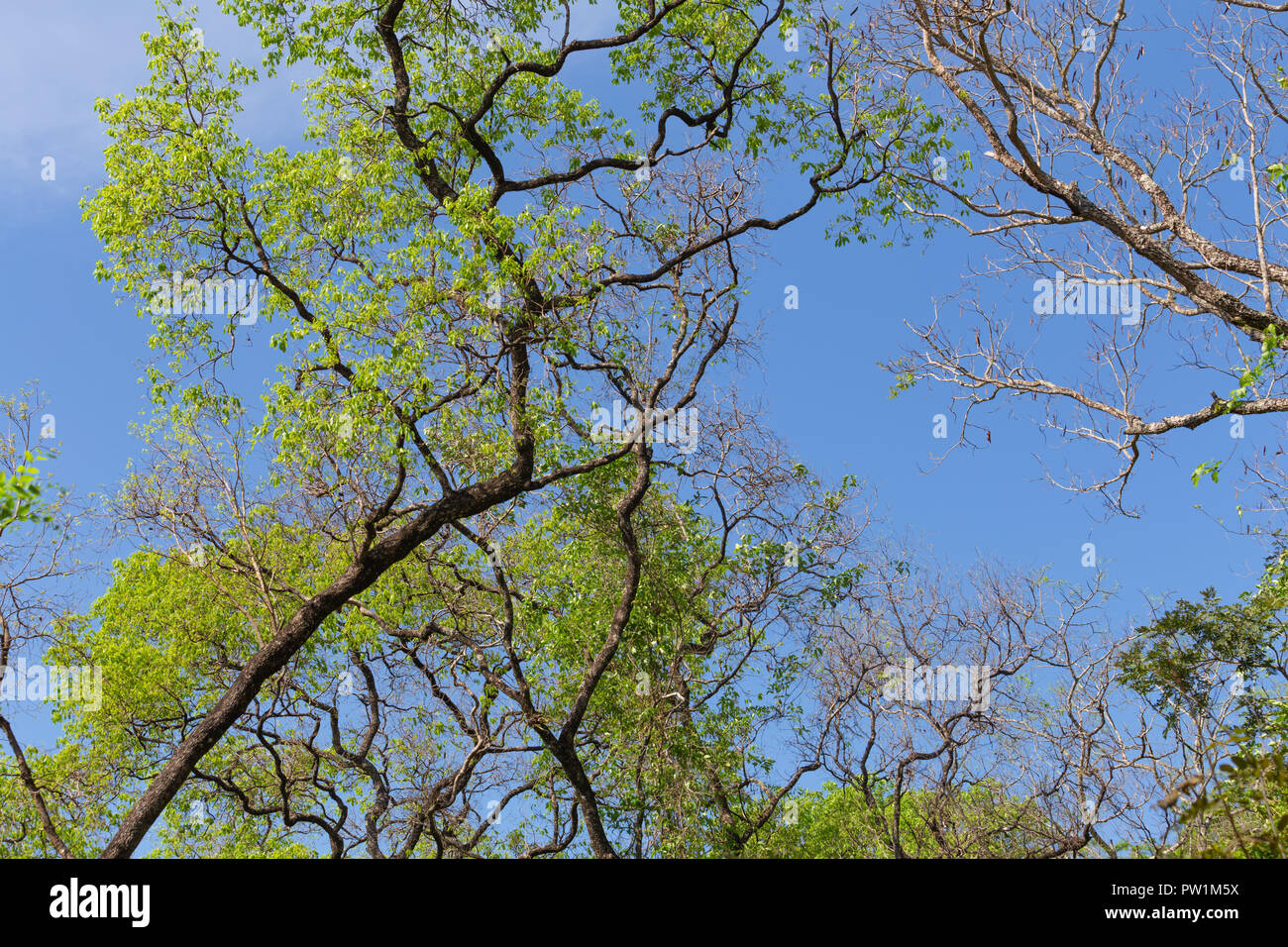 Tree trees leaves outdoor hi-res stock photography and images - Alamy