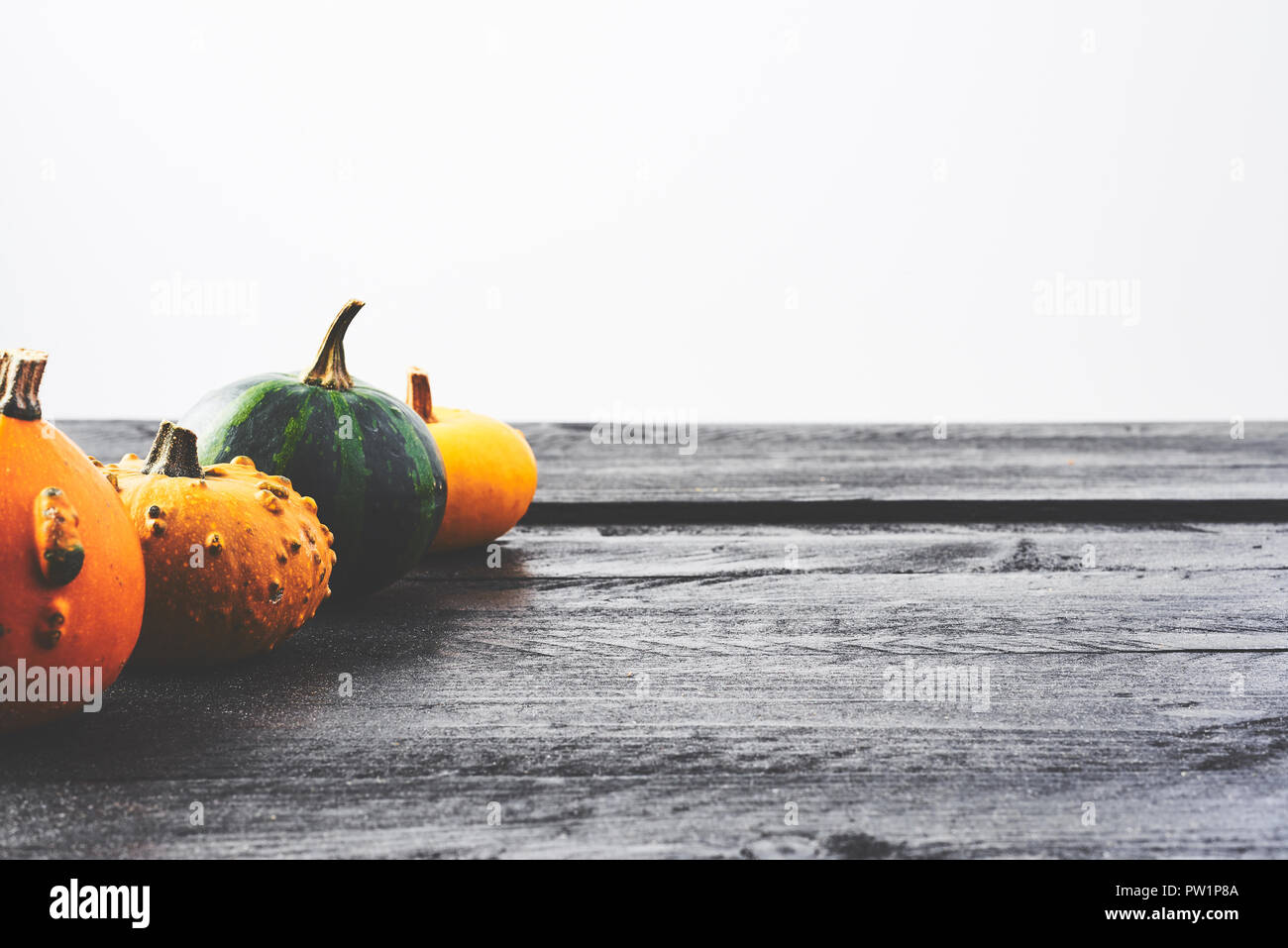 Rustic autumn background. Yellow, green and orange pumpkins on a black wooden table over white background with copy space. Stock Photo