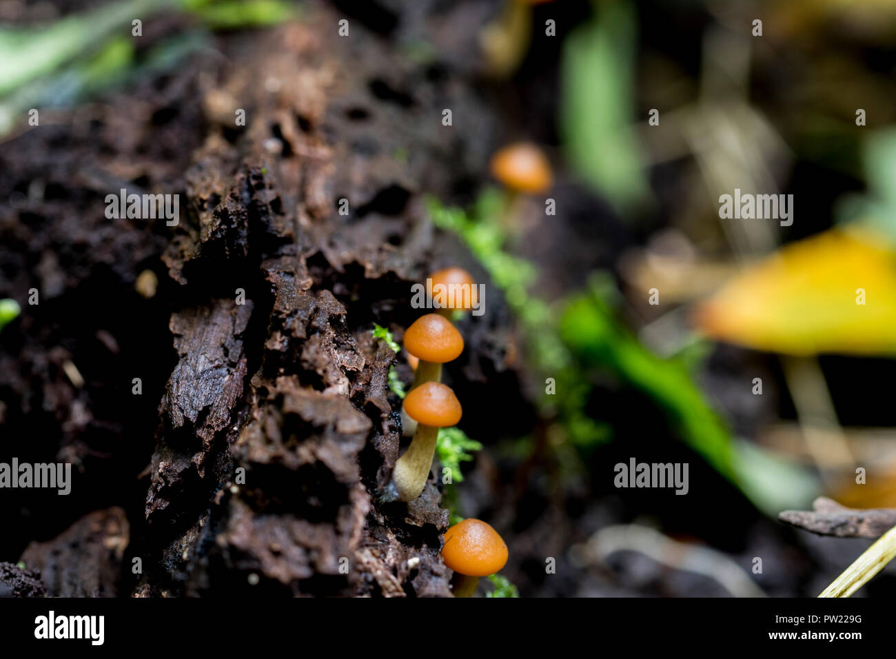 Small mushrooms growing in a row. Orange cap white stem mushrooms found on a rotting log in the forest. Stock Photo