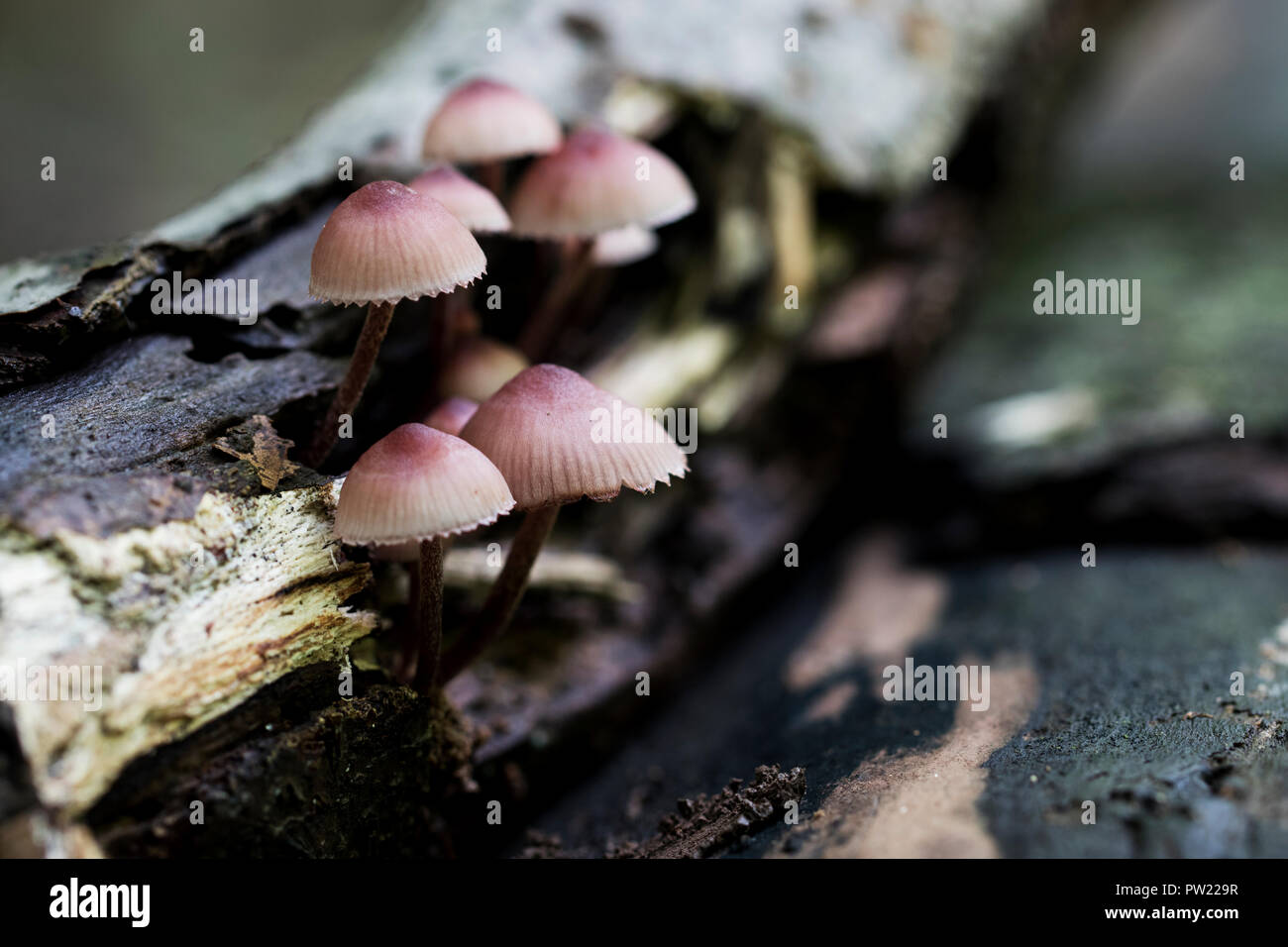 Pink wood decomposing mushrooms growing from a log. Cute saprophytic mushrooms found in the forest during the autumn in north America. Stock Photo